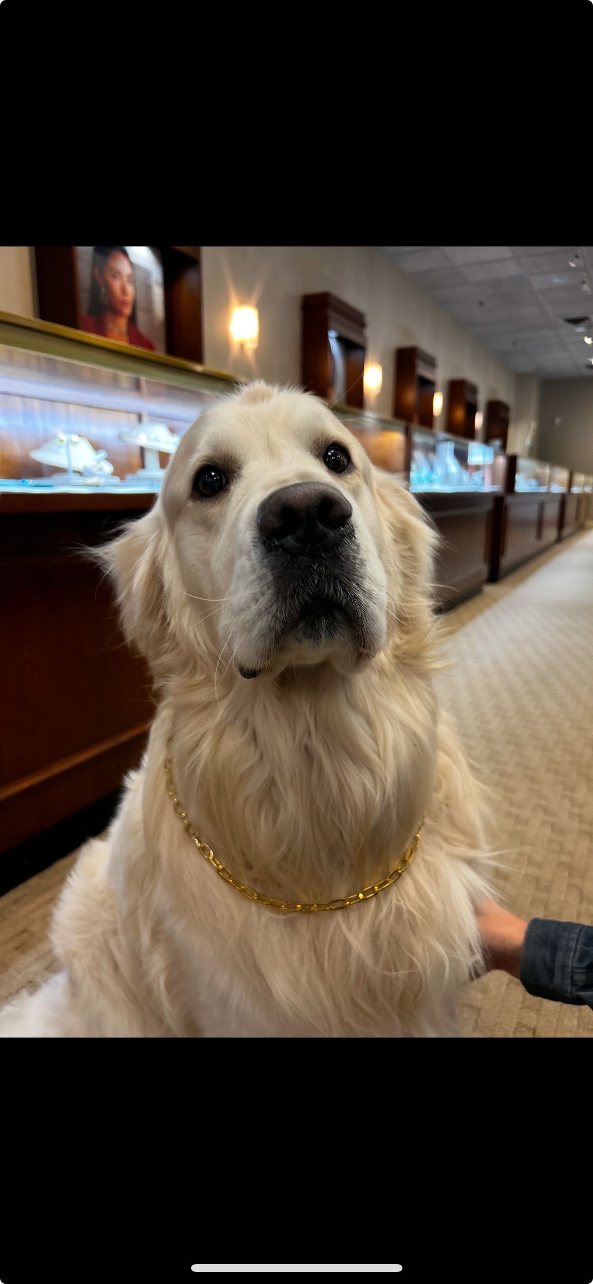 Golden retriever wearing a gold chain in a jewelry store.