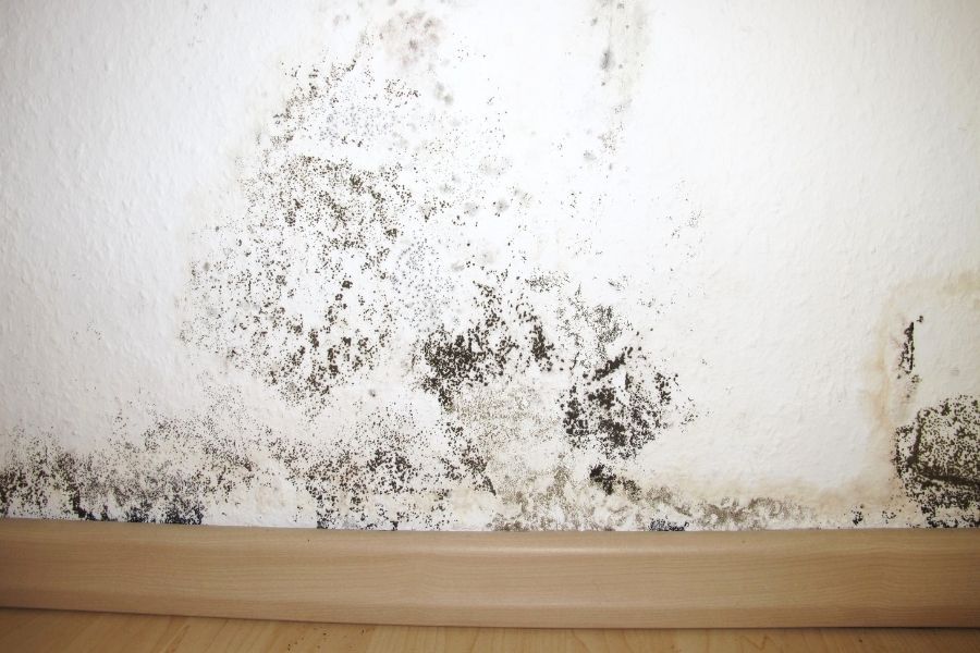 Black mold growth along a baseboard