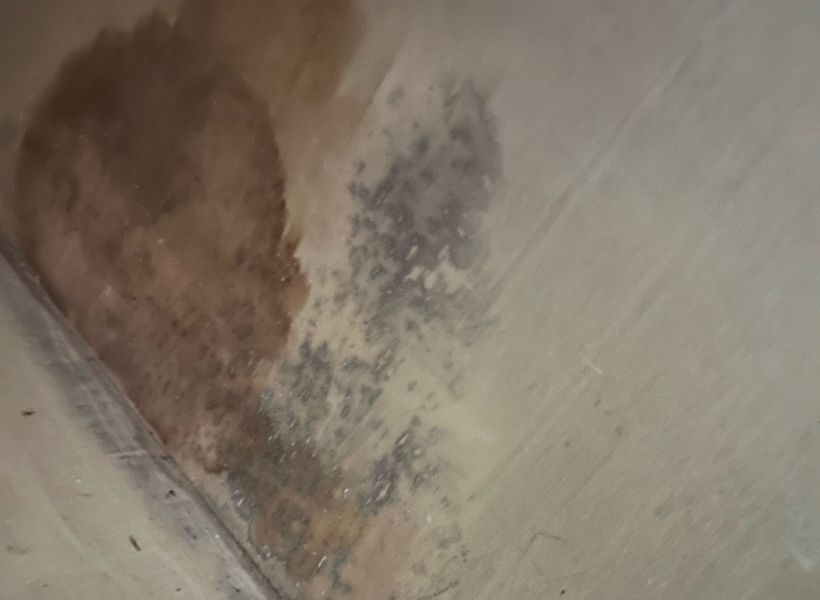 water stains and mold on drywall