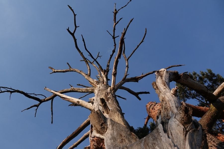 Dead tree branches posing risk to home roof