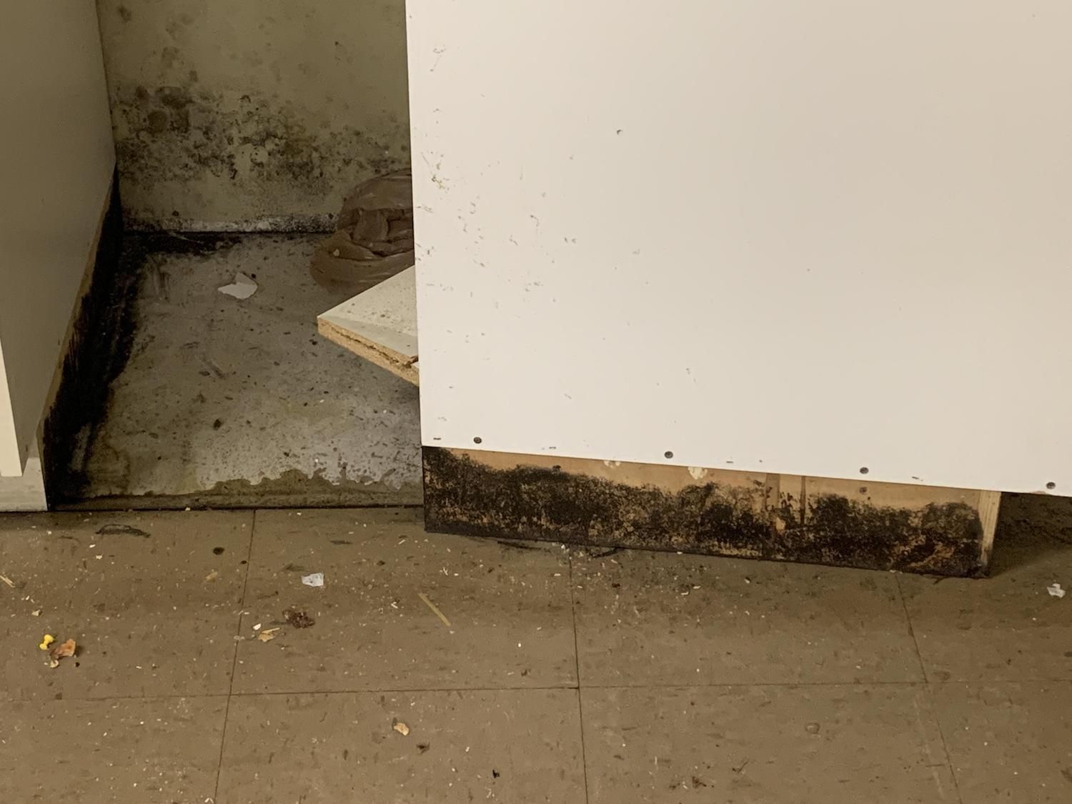 mold remediation