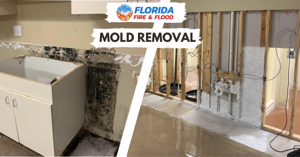 mold issues in mt dora