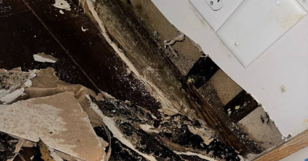 Common Types of Mold Found in Florida Homes and How to Address Them