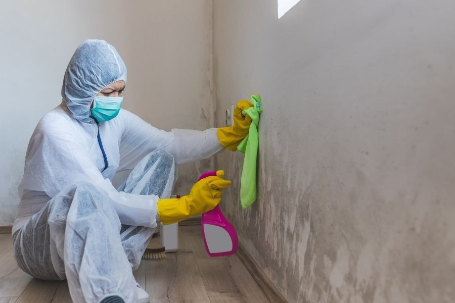 Professional technician performing mold remediation
