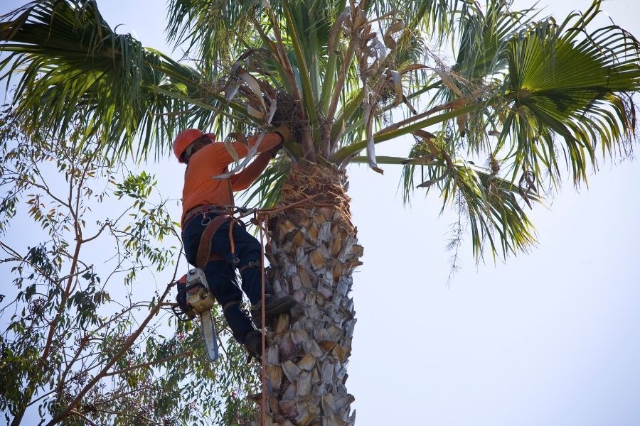 Professional tree trimming in Florida