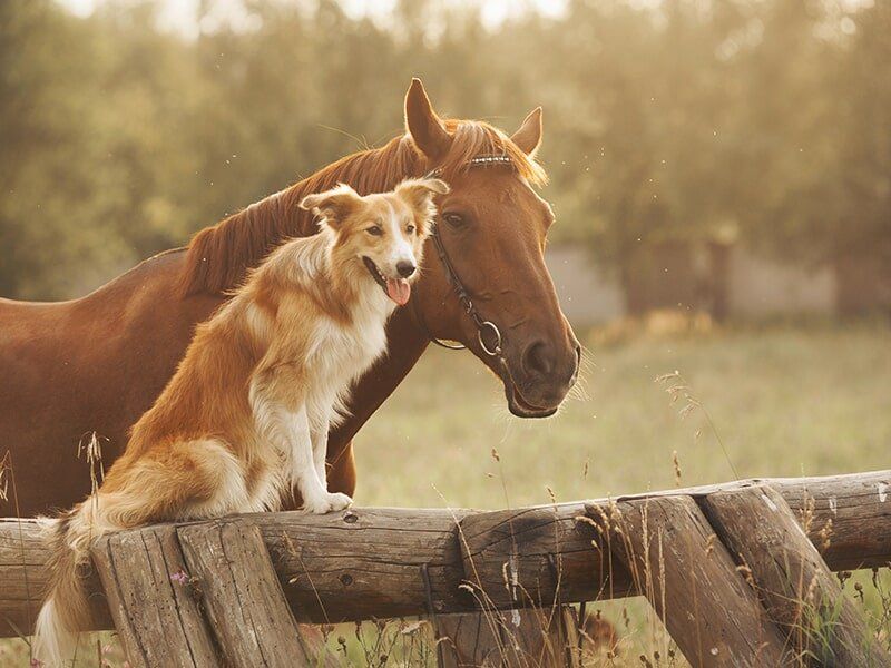 Dog and Horse on a Farm — Animal Health Supplies in Pinelands, NT
