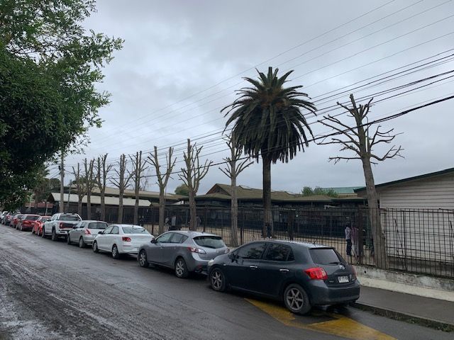 Poda de Tuliperos, Colegio Alerce, Concepción