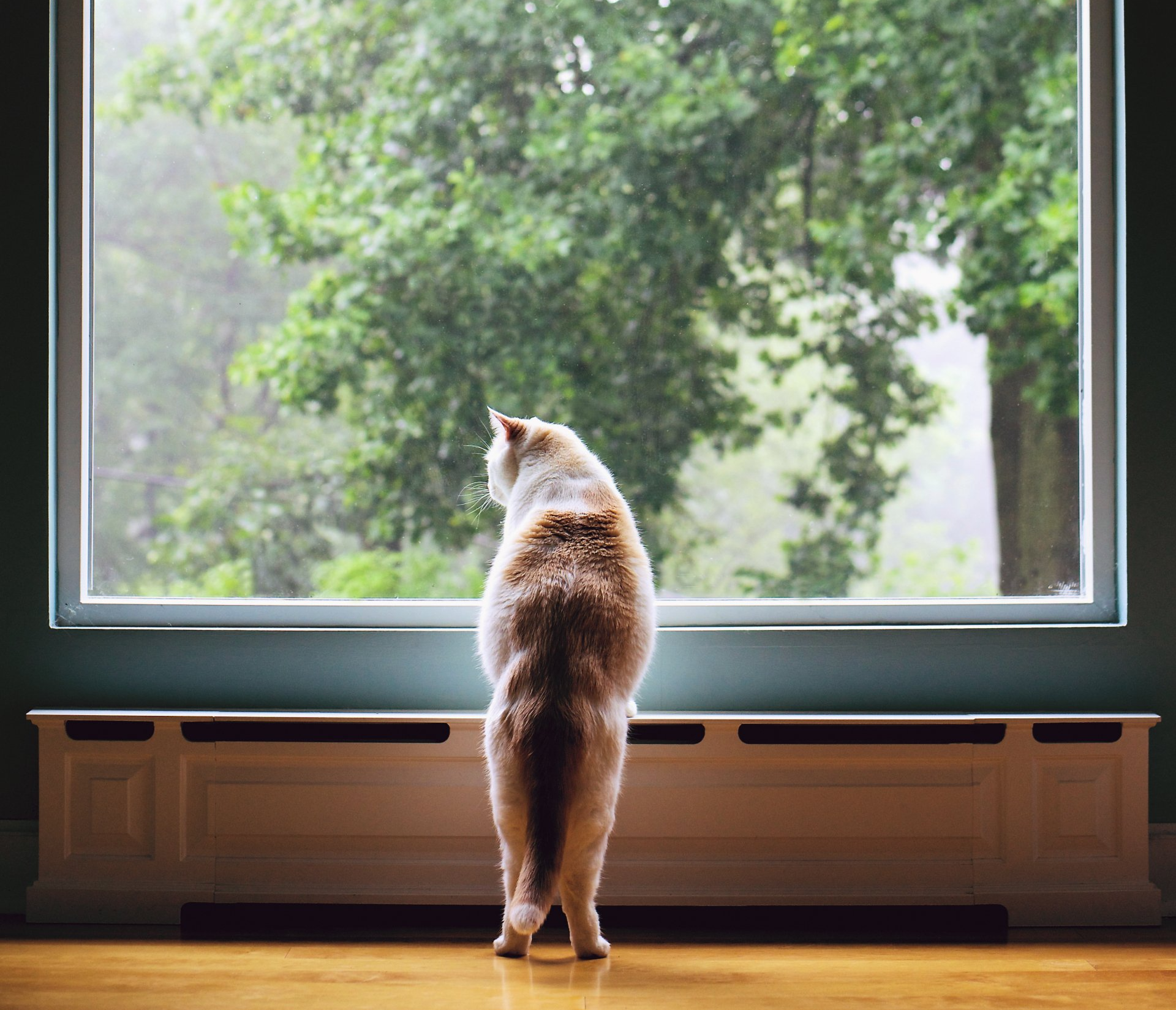 A cat is standing in front of a window looking out.