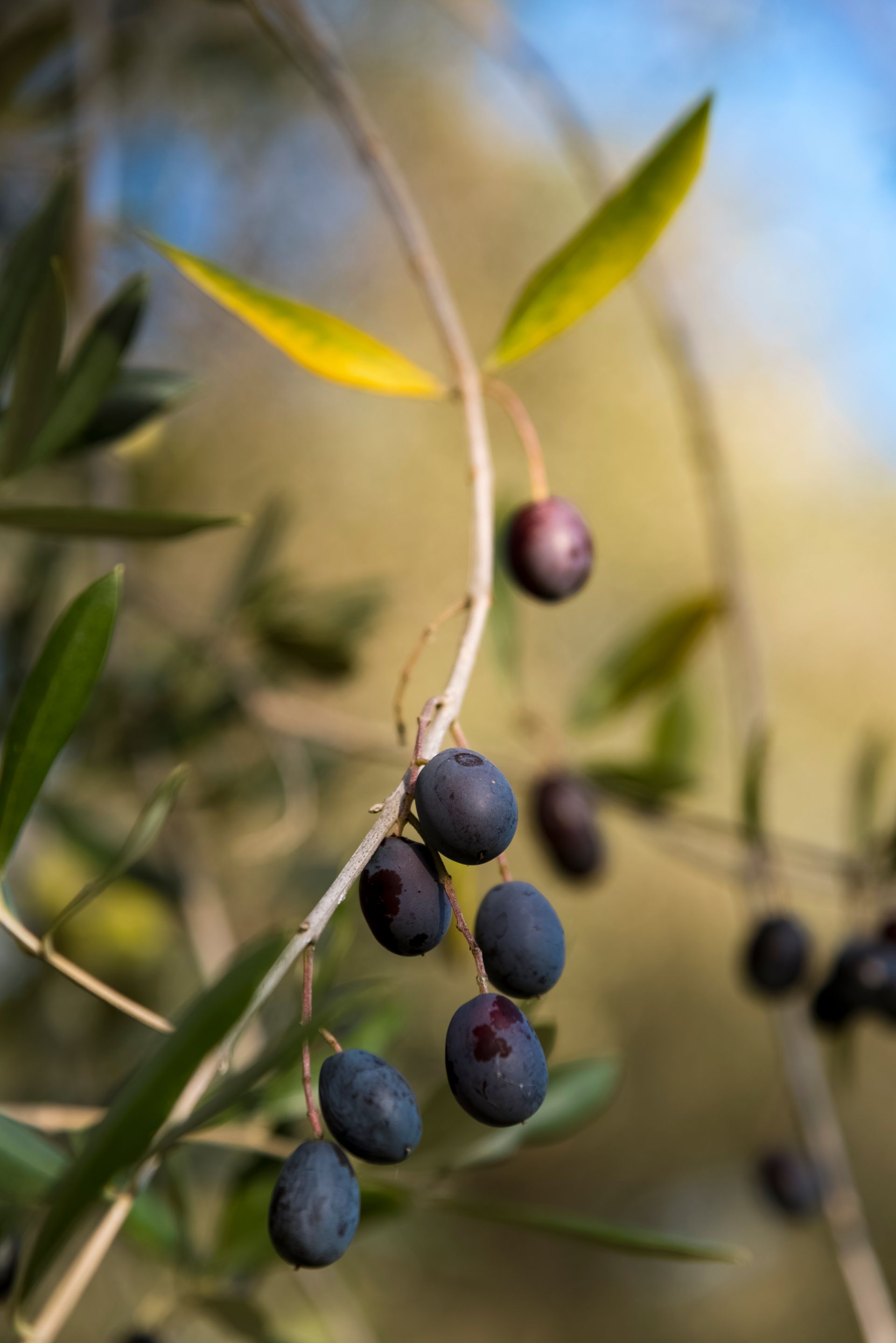 Ramo di un ulivo con olive viola scuro, foglie verdi e sfondo sfocato.