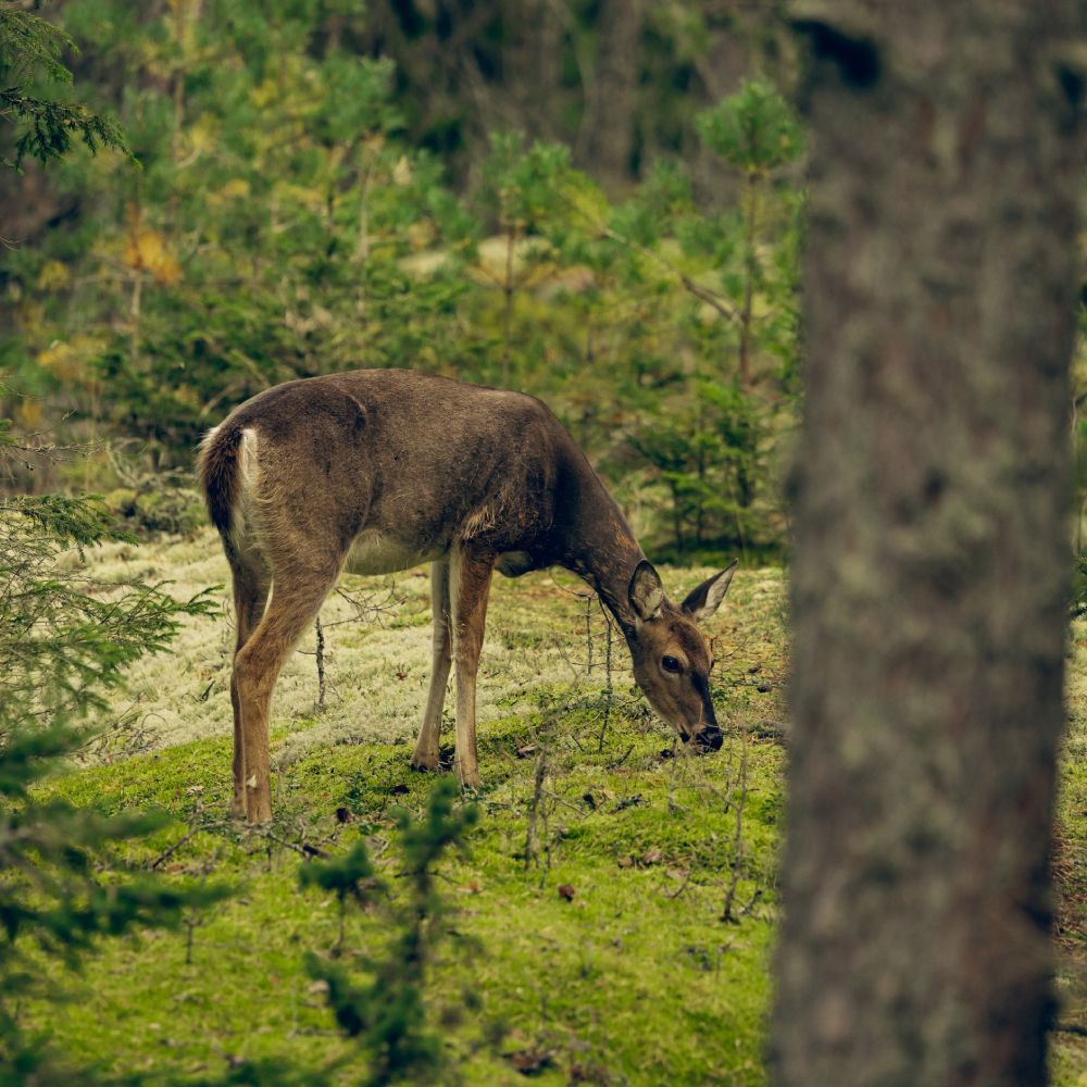 Jaunaudžu aizsardzība pret dzīvnieku postījumiem