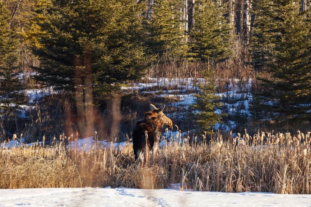 Jaunaudžu mehāniskā aizsardzība