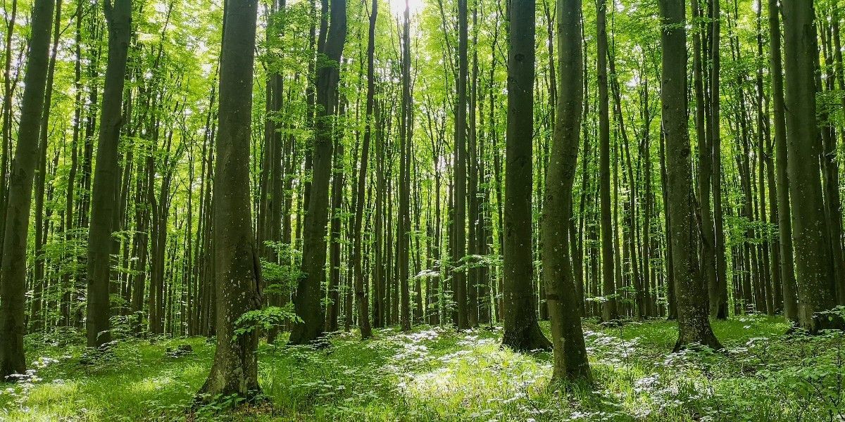  introducētās koku sugas Latvijā