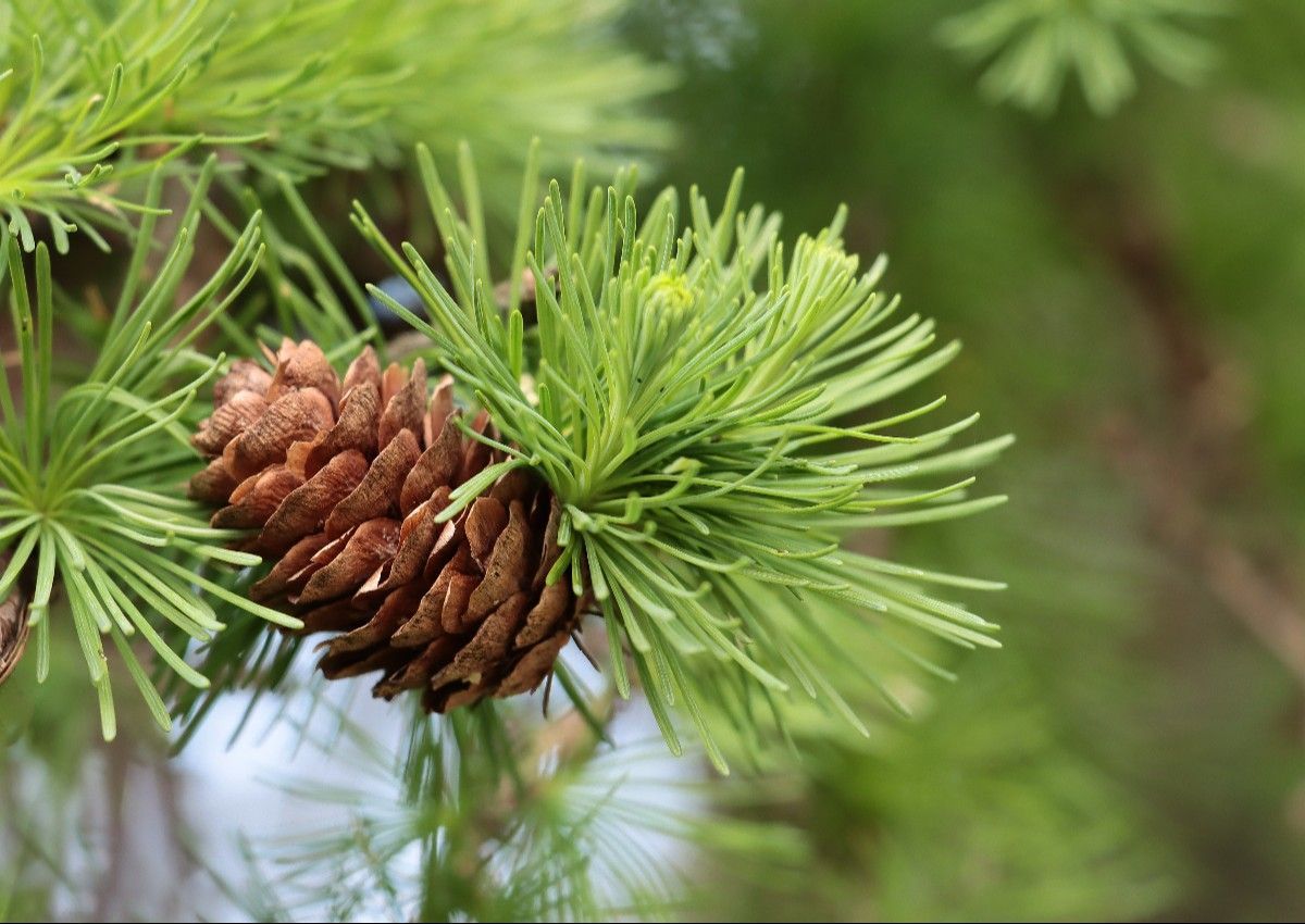 Duglāzija – Eiropas produktīvākā skujkoku suga