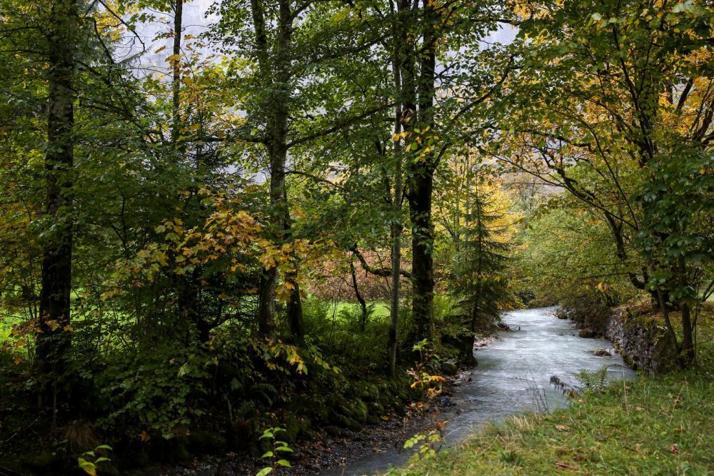 Mežu apsaimniekošana upju krastos