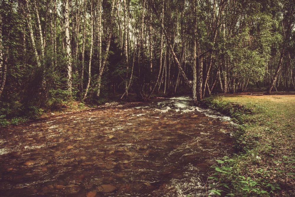 piemēroti ilgtspējīgai mežizstrādei upju krastos
