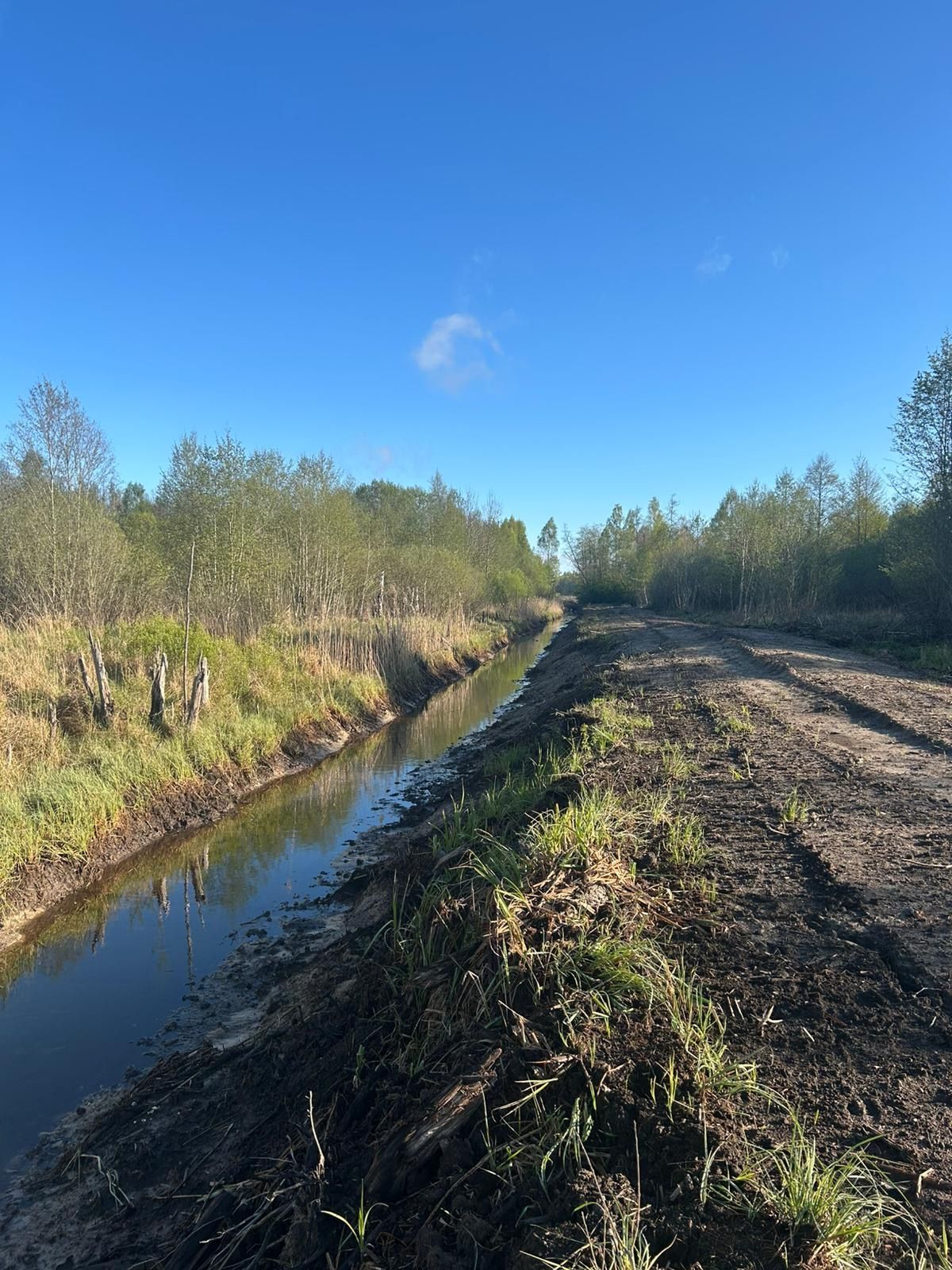 Jaunaudžu kopšanas pakalpojums |  PK Mežs SIA