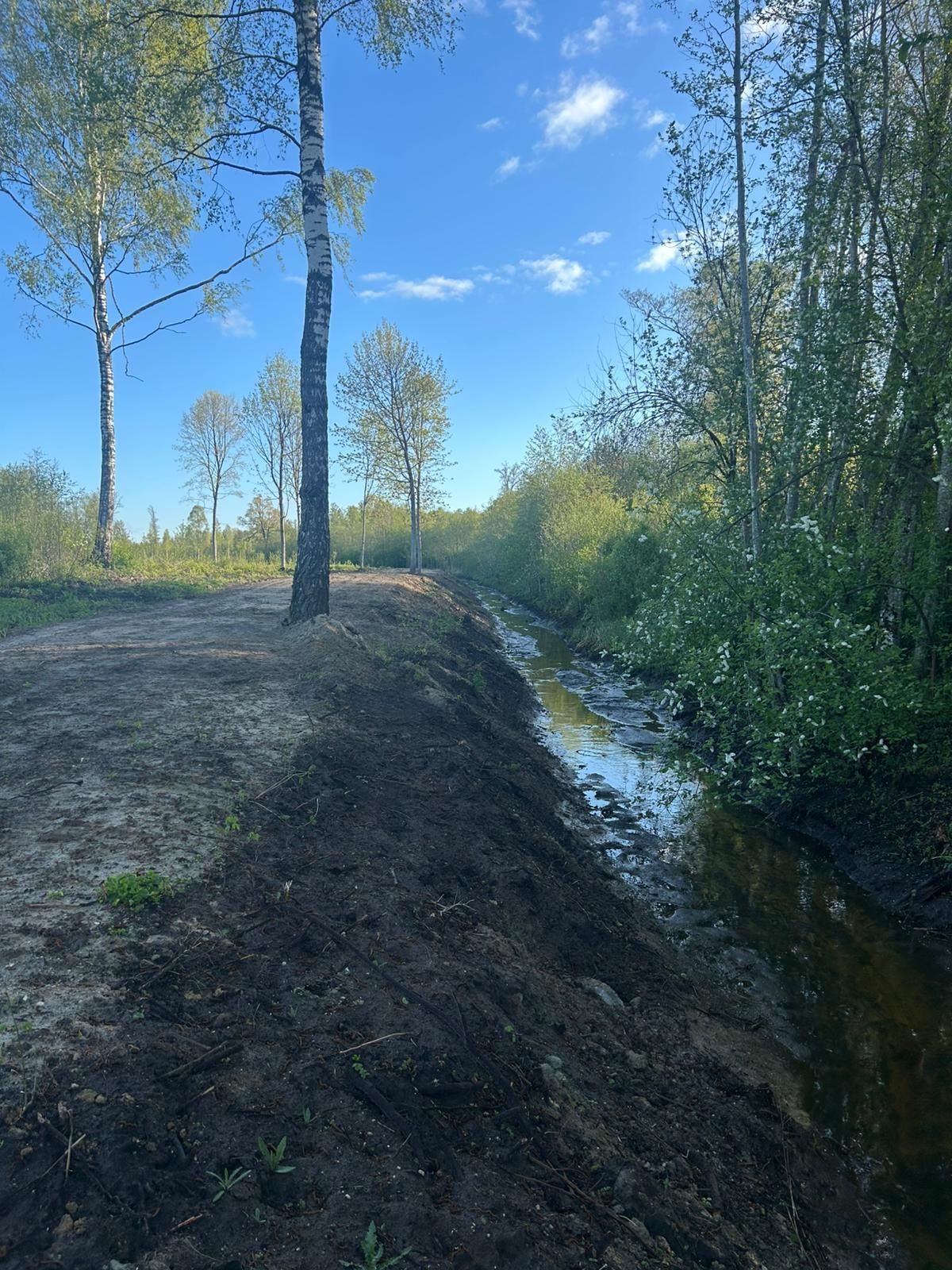 PK Mežs SIA | Jaunaudžu kopšanas pakalpojums