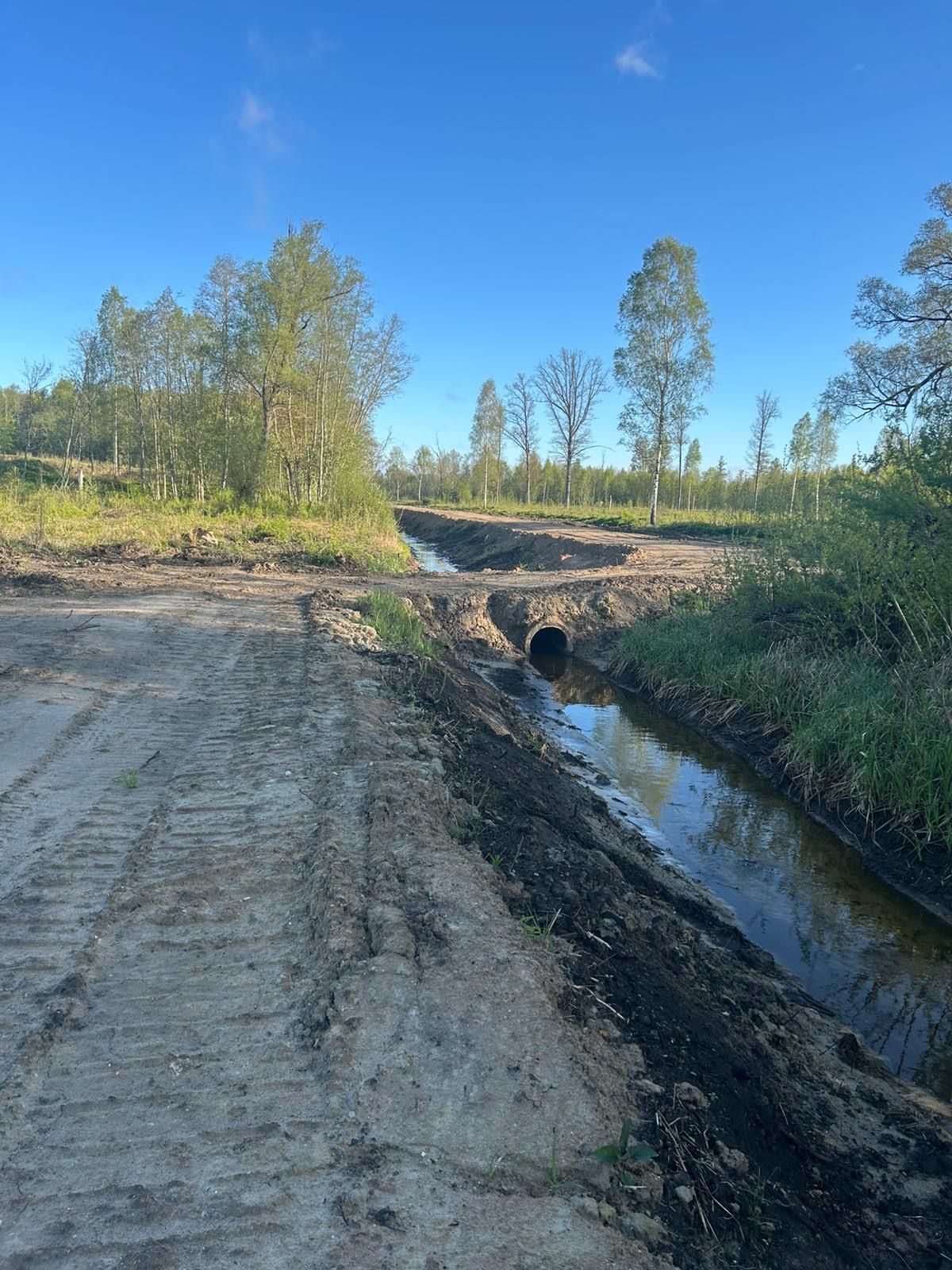 PK Mežs SIA | Jaunaudžu kopšanas pakalpojums, bilde 1