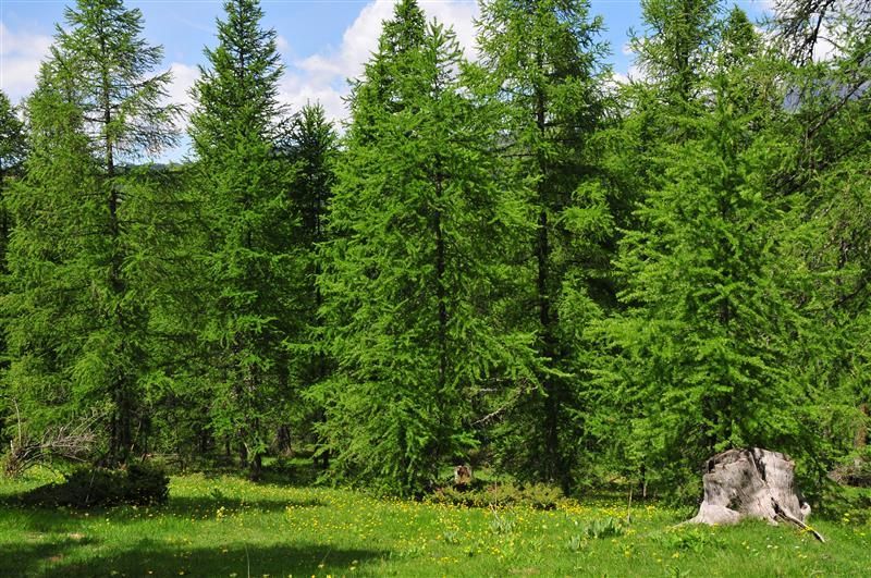 SIA PK Mežs – pārdomāta un ilgtspējīga mežizstrāde