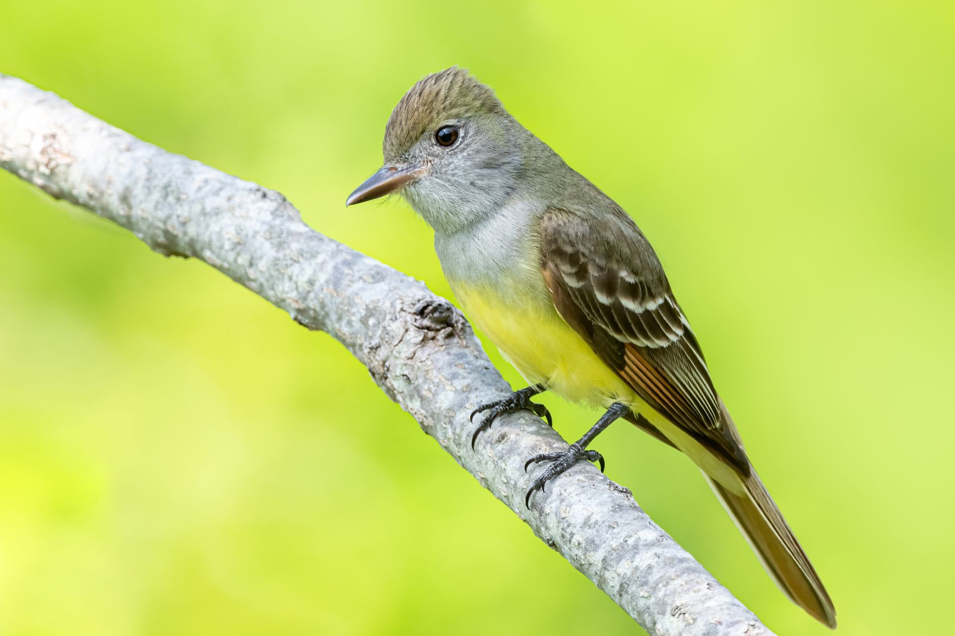 A small bird perched on a branch with a green background.