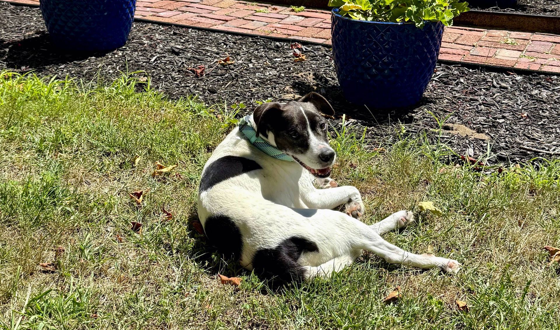 A black and white dog is laying in the grass.