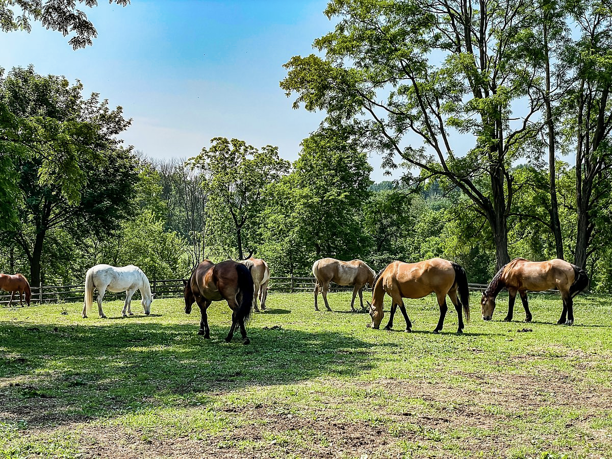 The 880 Cozy Cottage at Stone Gables Estate - Horses