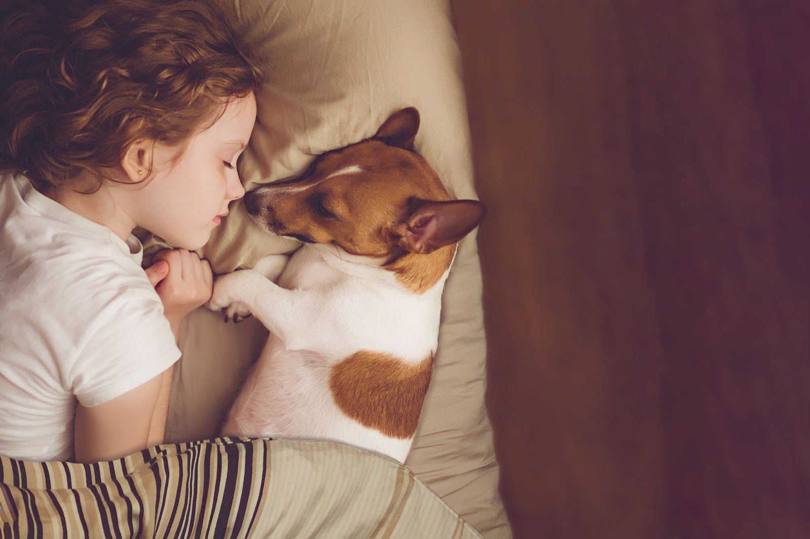 A little girl is sleeping in bed with her dog.