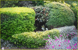 If you'd like a beautiful, easy to maintain garden in North London call 07958 381 049