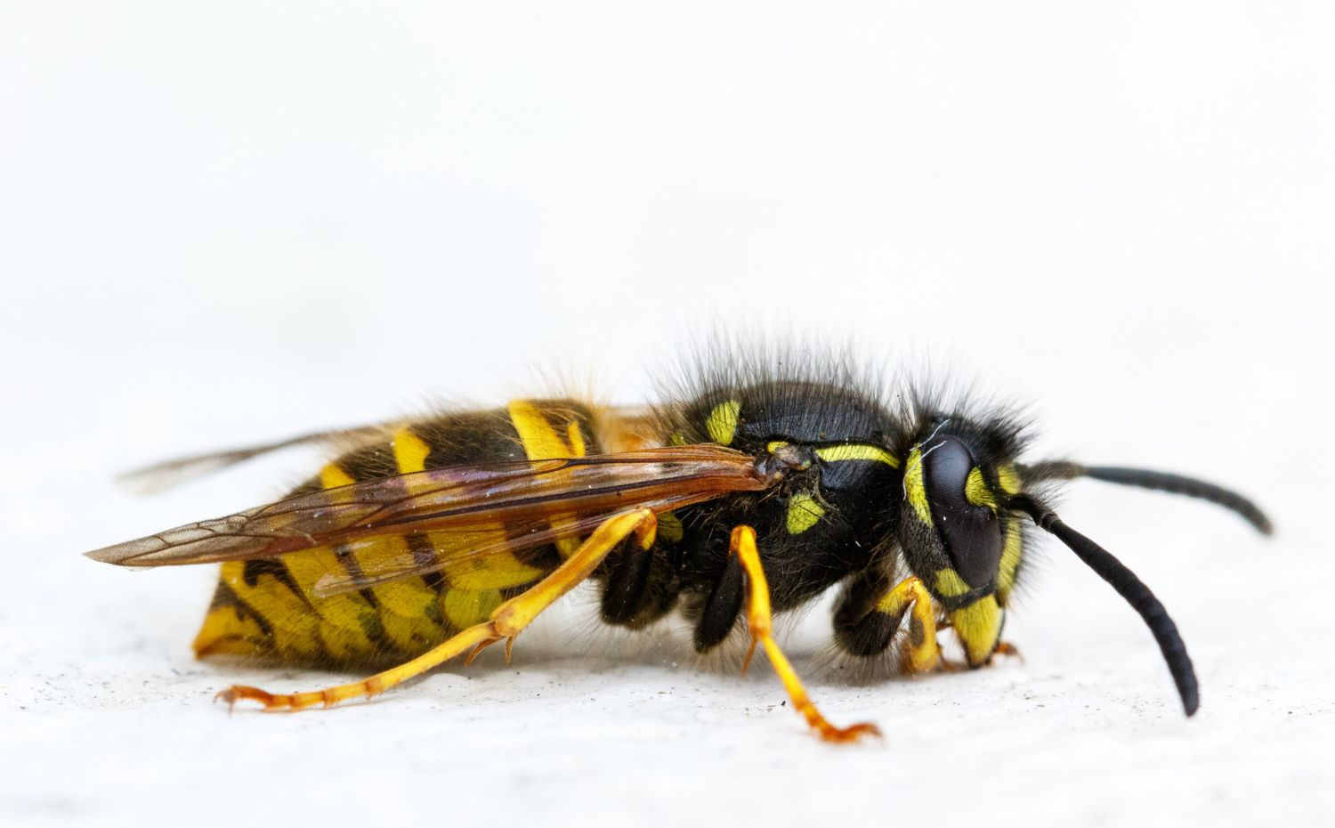 Control Wasps