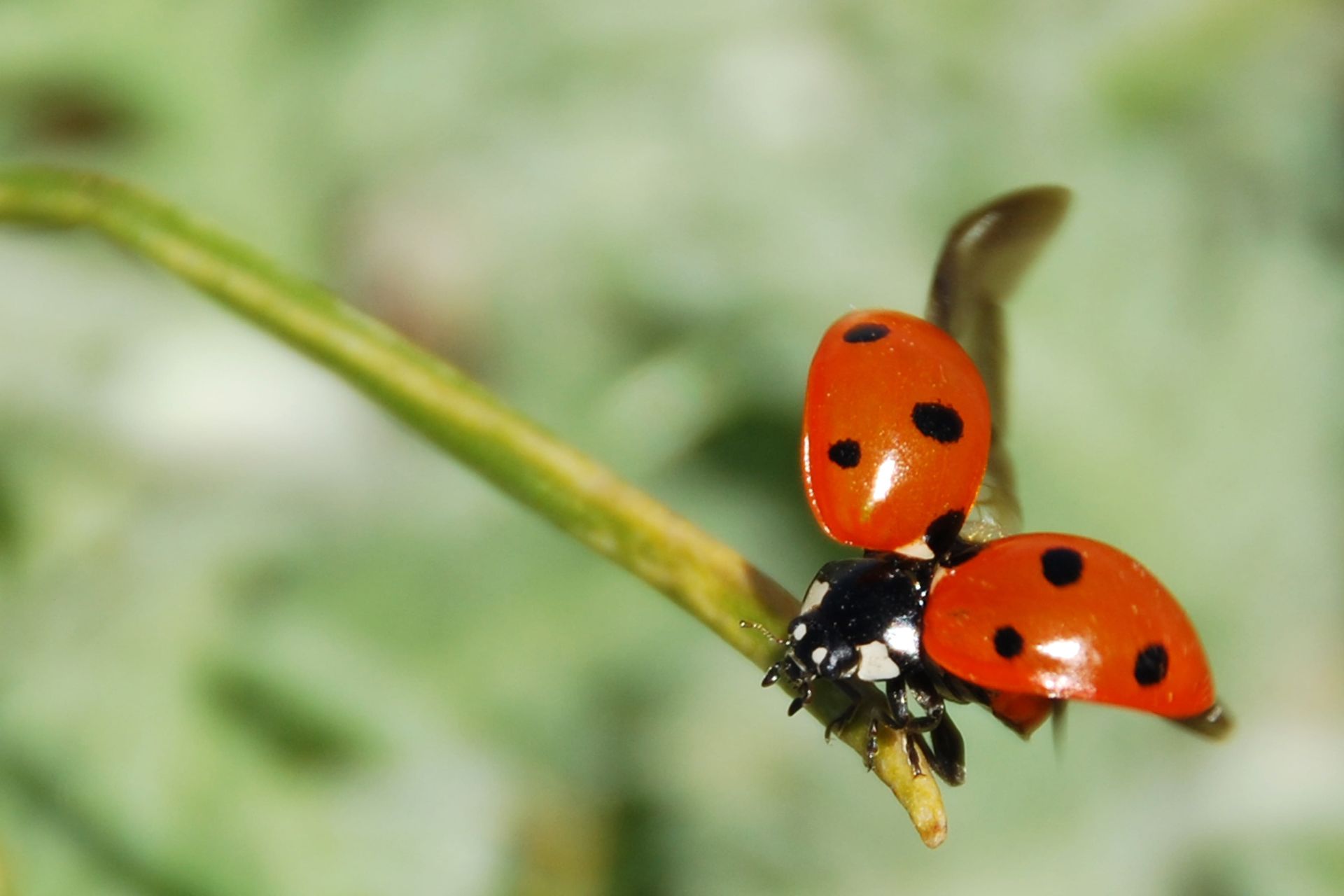 Can Pest Control Get Rid of Ladybugs?