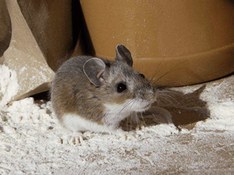 Rodent Control Baton Rouge LA