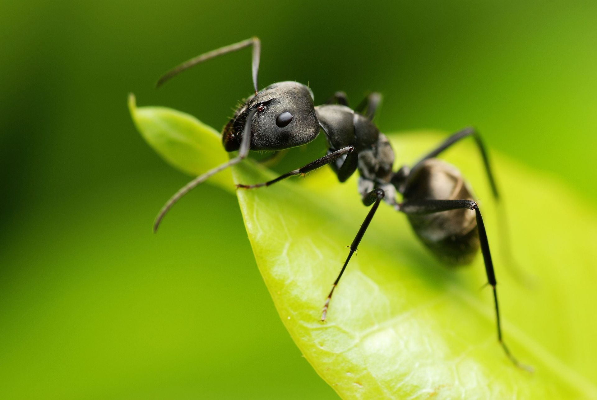 Professional Carpenter Ant Removal