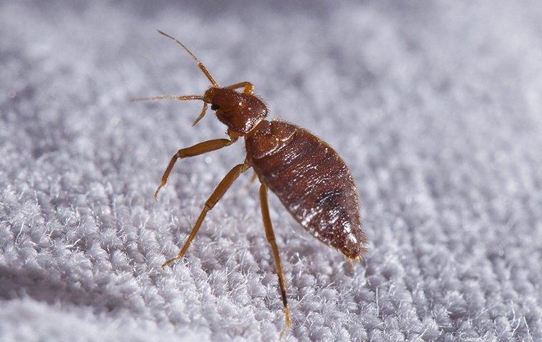 Bed Bug Control