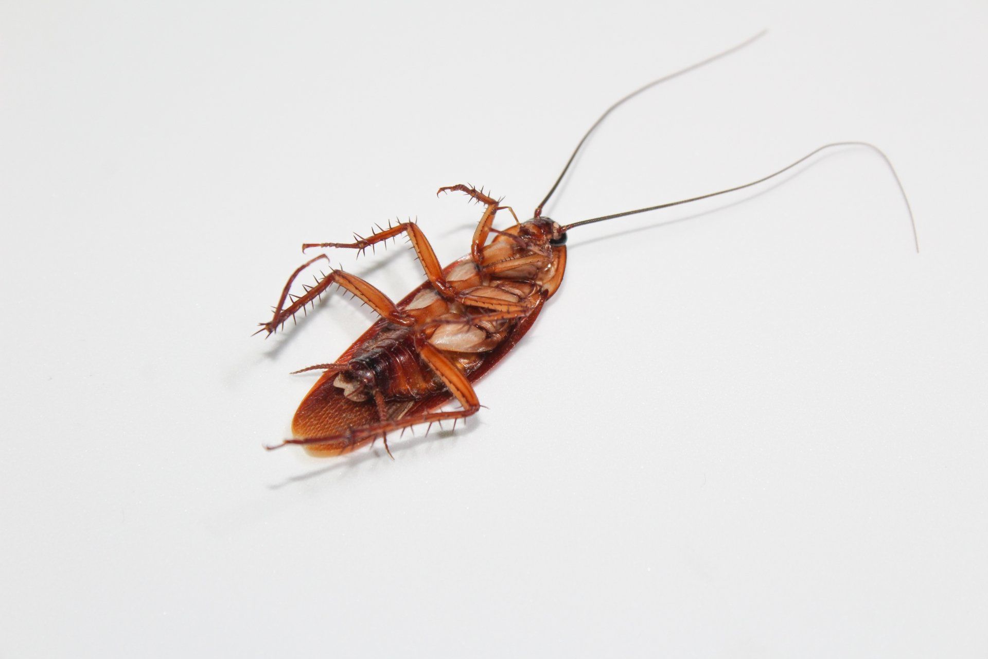 what-causes-roach-infestation