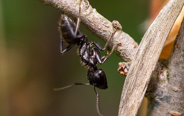 Carpenter Ant Crawling on Plant in Garden