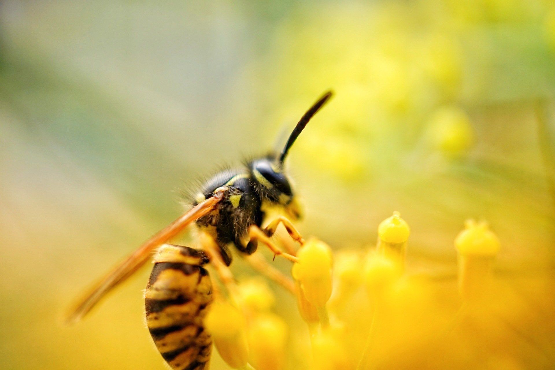 Wasp Control