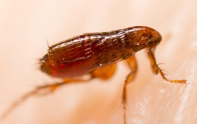 Flea Control Baton Rouge LA