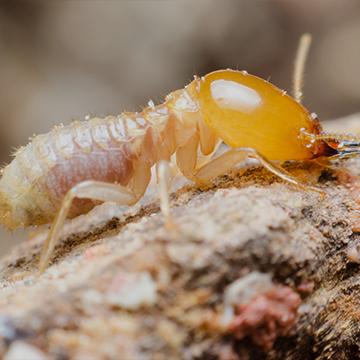 Termite Control Baton Rouge LA