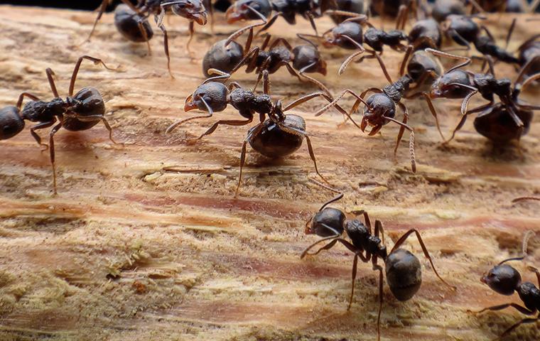 Ant Control Baton Rouge LA