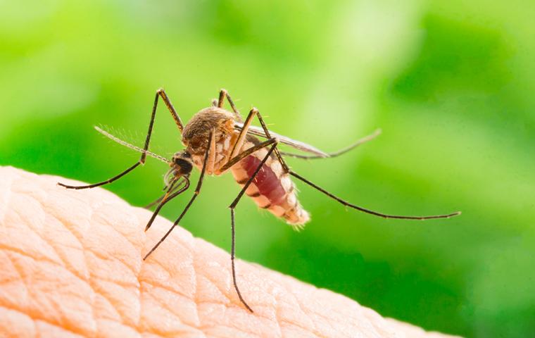 Mosquito Control