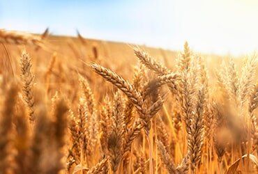 Golden wheat field — Septic system maintenance in White City, OR