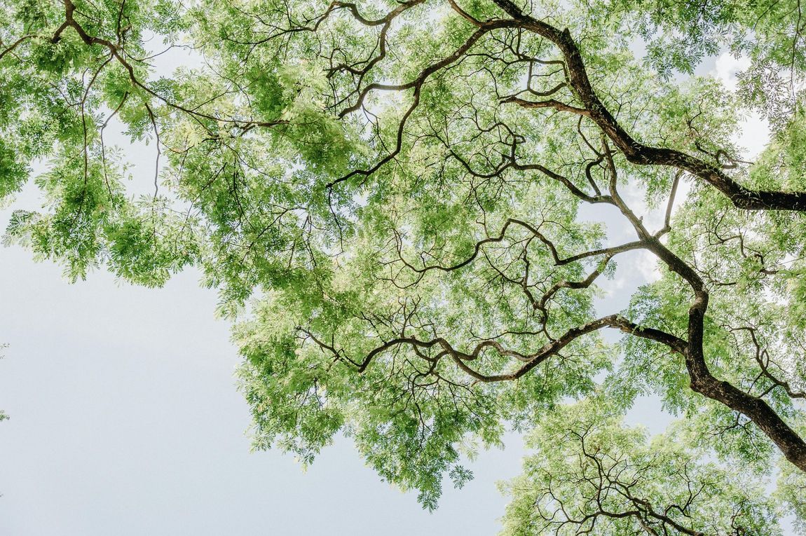 Looking up at the branches of a tree with lots of green leaves against a blue sky.