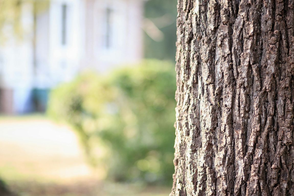 A close up of a tree trunk with a house in the background.