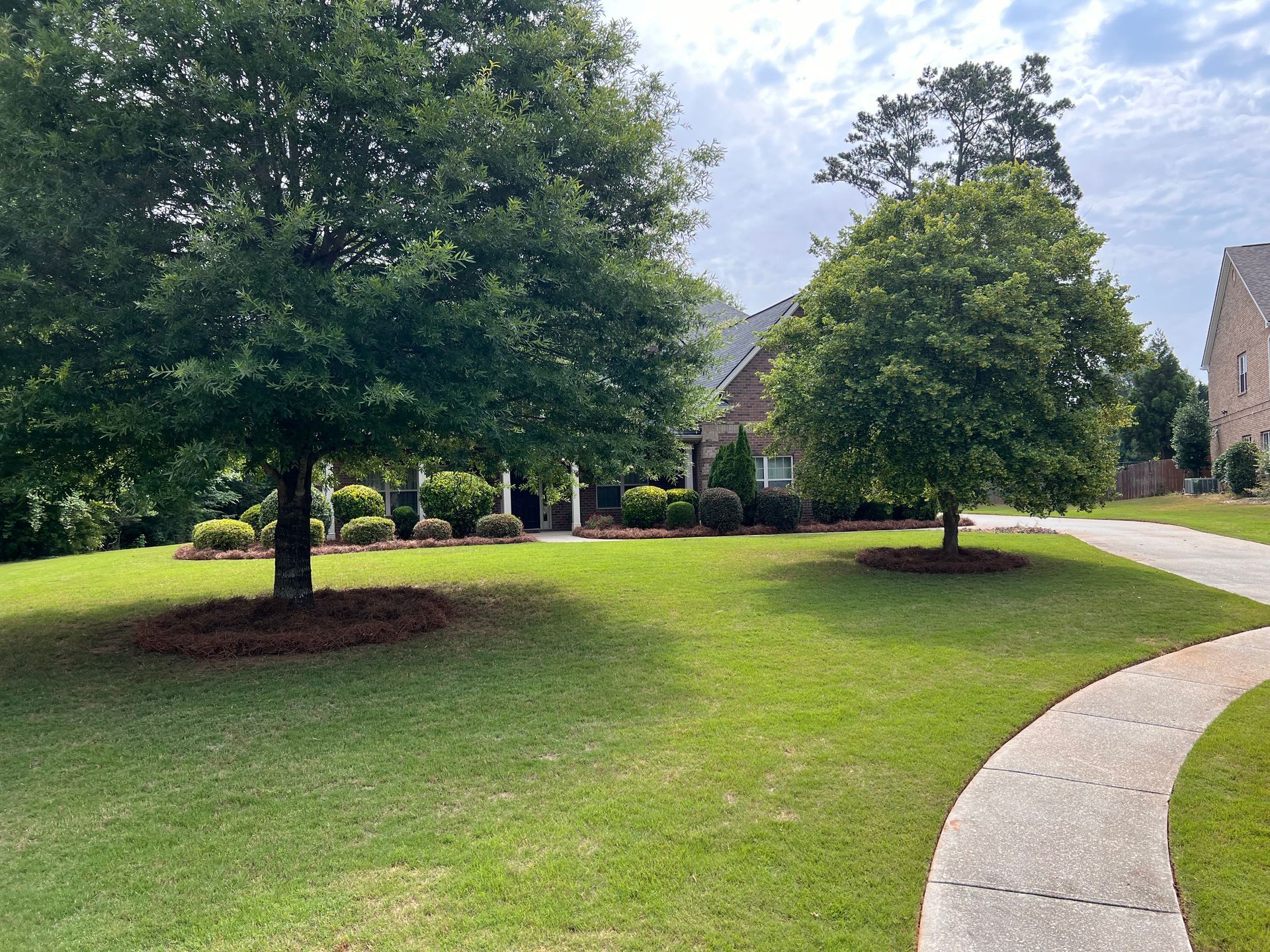 A lush green lawn with trees and a sidewalk leading to a house.