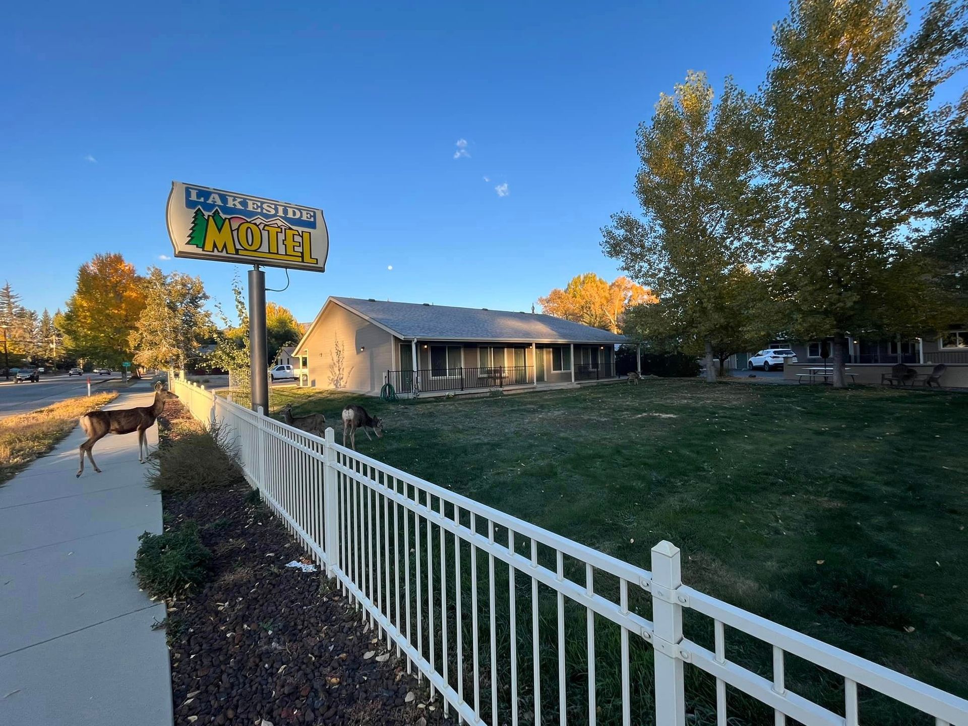 A deer outside the white picket fence next to our sign
