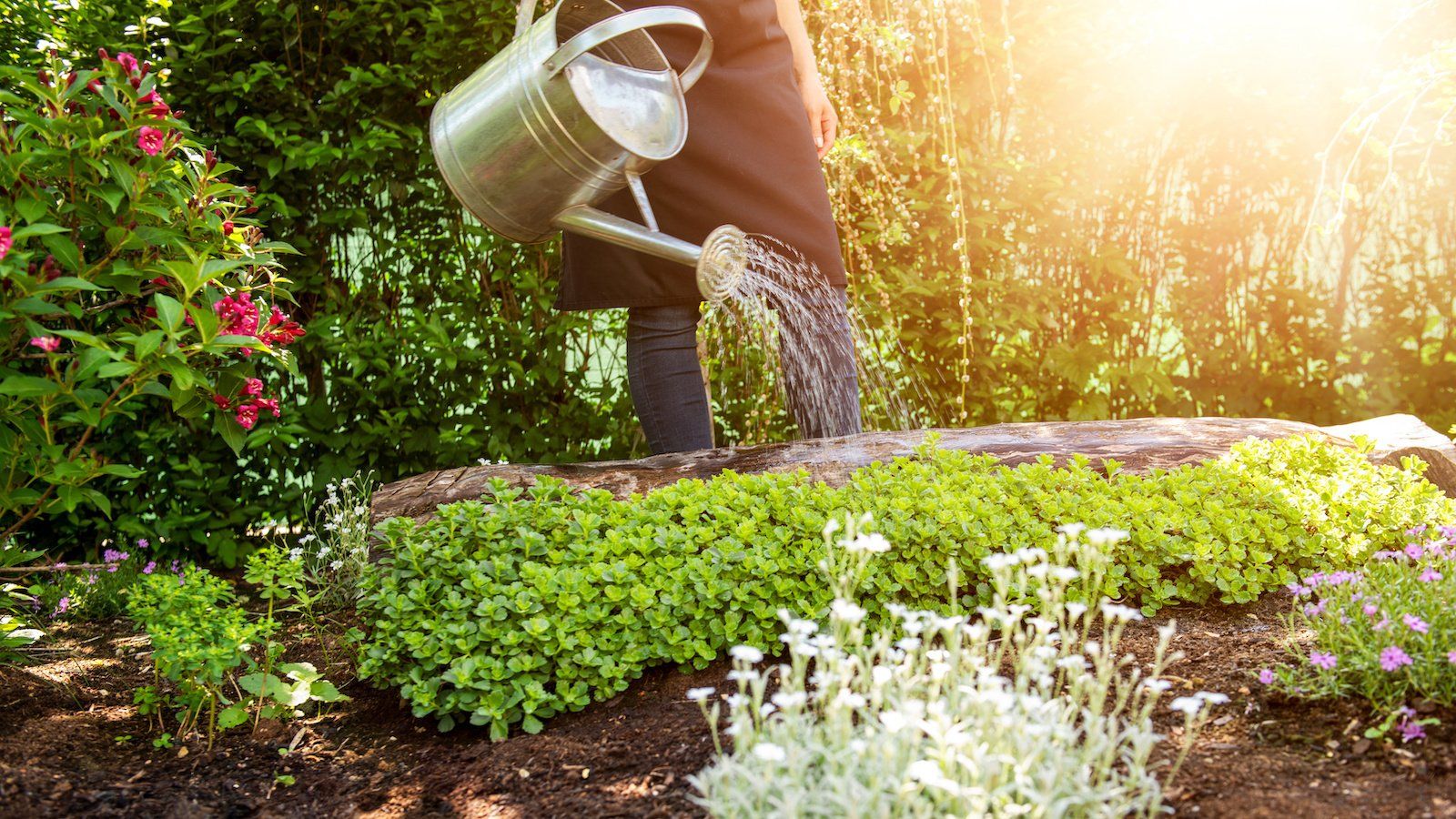 A person is watering plants in a garden with a watering can.