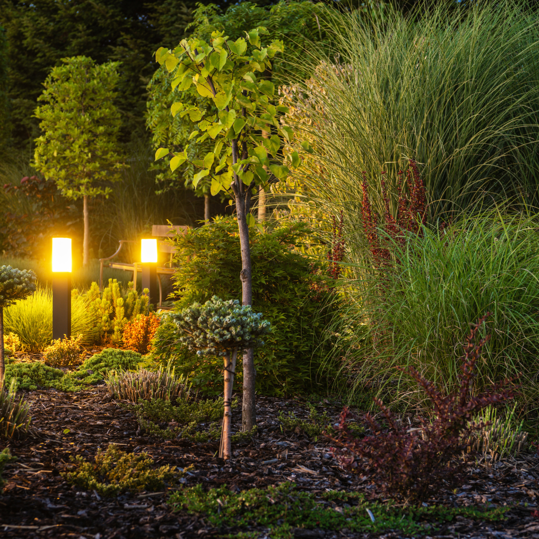 A garden with trees and shrubs lit up at night