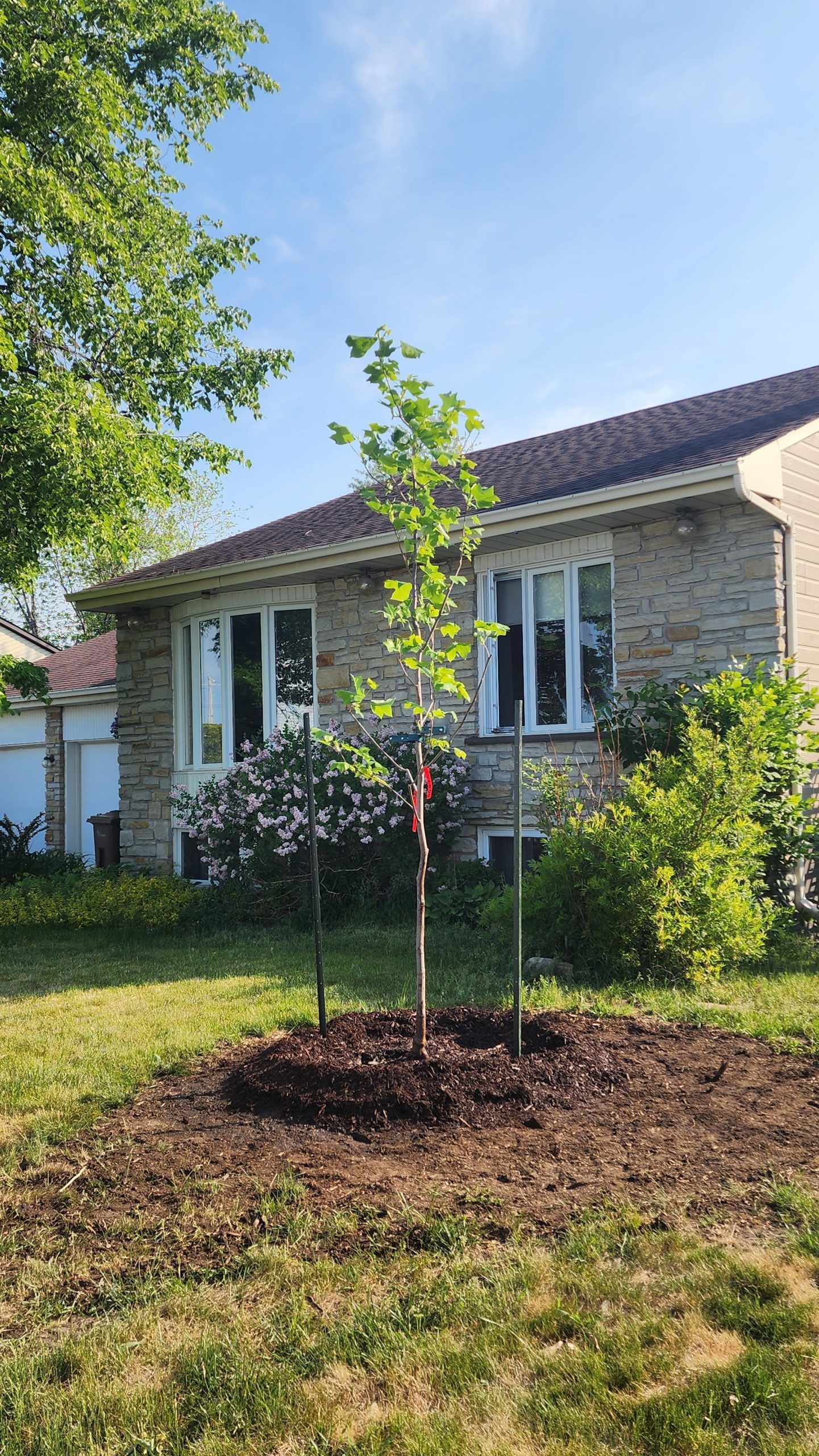 Un petit arbre pousse devant une maison en briques.