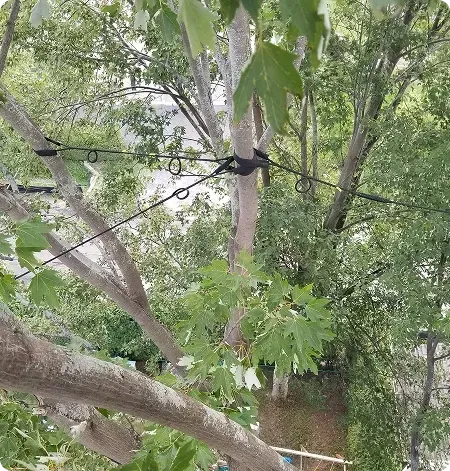 Un arbre avec beaucoup de branches et de feuilles est entouré de lignes électriques.