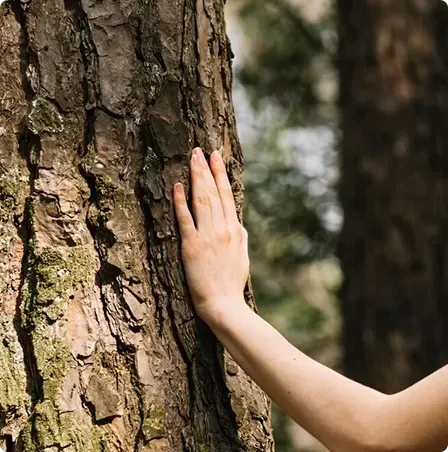 La main d'une femme touche l'écorce d'un arbre.